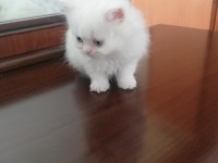 2 Aylık Dişi Yavrum British Longhair