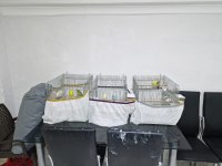 Kendi Kolonim Kaliteli Muhabbet Kuşlar