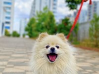 Orjinal ayı surat eğitimler tam pomeranian sahiplendirilecek