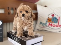 Petmode Den Tea Cup Kore Maltipoo Yavrumuz