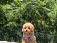 Dişi ve erkek poodle mevcuttur hepsi de safkan