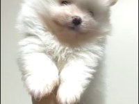 Kar beyazı pomeranian bebekler