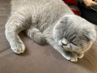Tatlı oğlumuza yuva arıyoruz scottish fold