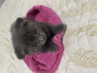 Son iki yavru british shorthair