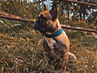 Acil yerim olmadığı için french bulldog