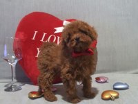 Kore Kan Poodle Yavrular