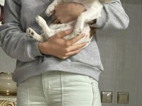 6 aylık cavalier king charles
