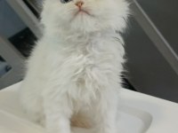Safkan british longhair