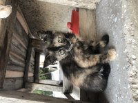 2 aylık yavru kediler