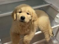 Sarı Şeker Golden Retriever Yavrular