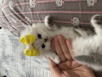 Scottish fold kaliteli dişi