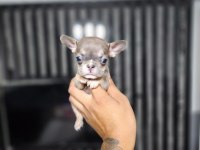 MİCRO BOY ERKEK BLUETAN FRENCH BULLDOG
