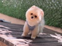 Pomeranian yavru köpeğimiz