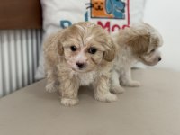 Tea cup kore maltipoo yavrular ziyarete açık