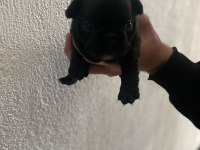 French bulldog yavrularımız