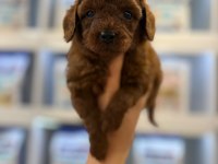 Erkek Kore Poodle