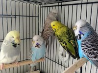 Show Jumbo Dişi Muhabbet Kuşları