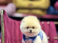 Fendi erkek 3 aylık tuvalet eğitimli pomeranian