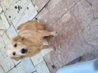 Golden Retriever 6 aylık erkek köpeğimiz