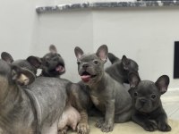 Saf kanlı french bulldog