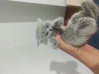 Safkan erkek dişi scottish fold