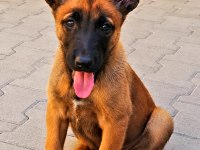 Malinois yavrularda son nokta