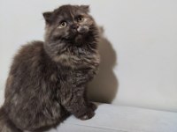Scottish fold kedime acil yuva aranıyor