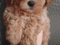 6 erkek ve 2 dişi pet eğitimli maltipoo yavrular
