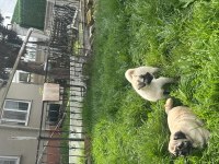 Pug mix dişi