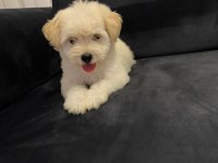 Güzel maltipoo bebekler yeni yuvalarını arıyor