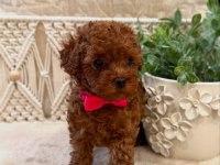 Secereli Anne Babadan %100 Orijinal Red Toy Poodle