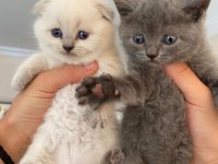 British shorthair bebeklerimiz
