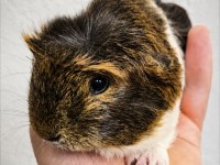 Safkan Coronet Yavru Ginepig