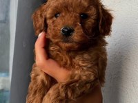 Safkan Toy Poodle Yavruları Irk Garanti Ücretsiz Teslimat