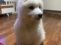 Dünyanın en tatlı köpekleri SAMOYED