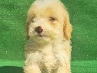 Maltipoo erkek ve dişi bebegim