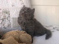 2 aylık dişi british longhair yavrumuza yuva arıyoruz