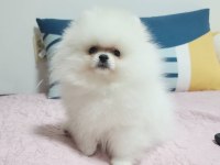 Pomeranian Boo Yavruları