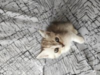 2 adet british shorthair silver grey yavru 45 günlük