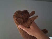 Mersin Lokumu Poodle Yavrular Bunlar