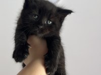 Yuva arıyoruz uzun ömürlü british shorthair