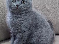 Scottish Fold Yavrular Sahibinden