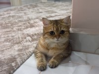 BRİTİSH SHORTHAİR GOLDEN 11 AYLIK DİŞİ