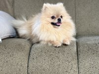 Pomeranian show class 