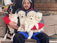 Kar beyaz Samoyed yavrular