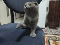 Scottish fold kedimiz