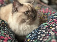 British longhair oğlumuza yeni yuva arıyoruz