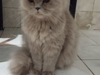 British Longhair Kedisi