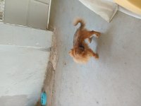 Pekinez 1 erkek ve 1 dişi 12 aylık