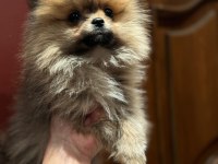 70 Günlük Pomeranian Boo Yavrularımız